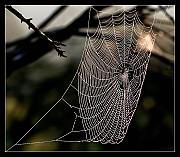 spiderweb_02c_gfx2